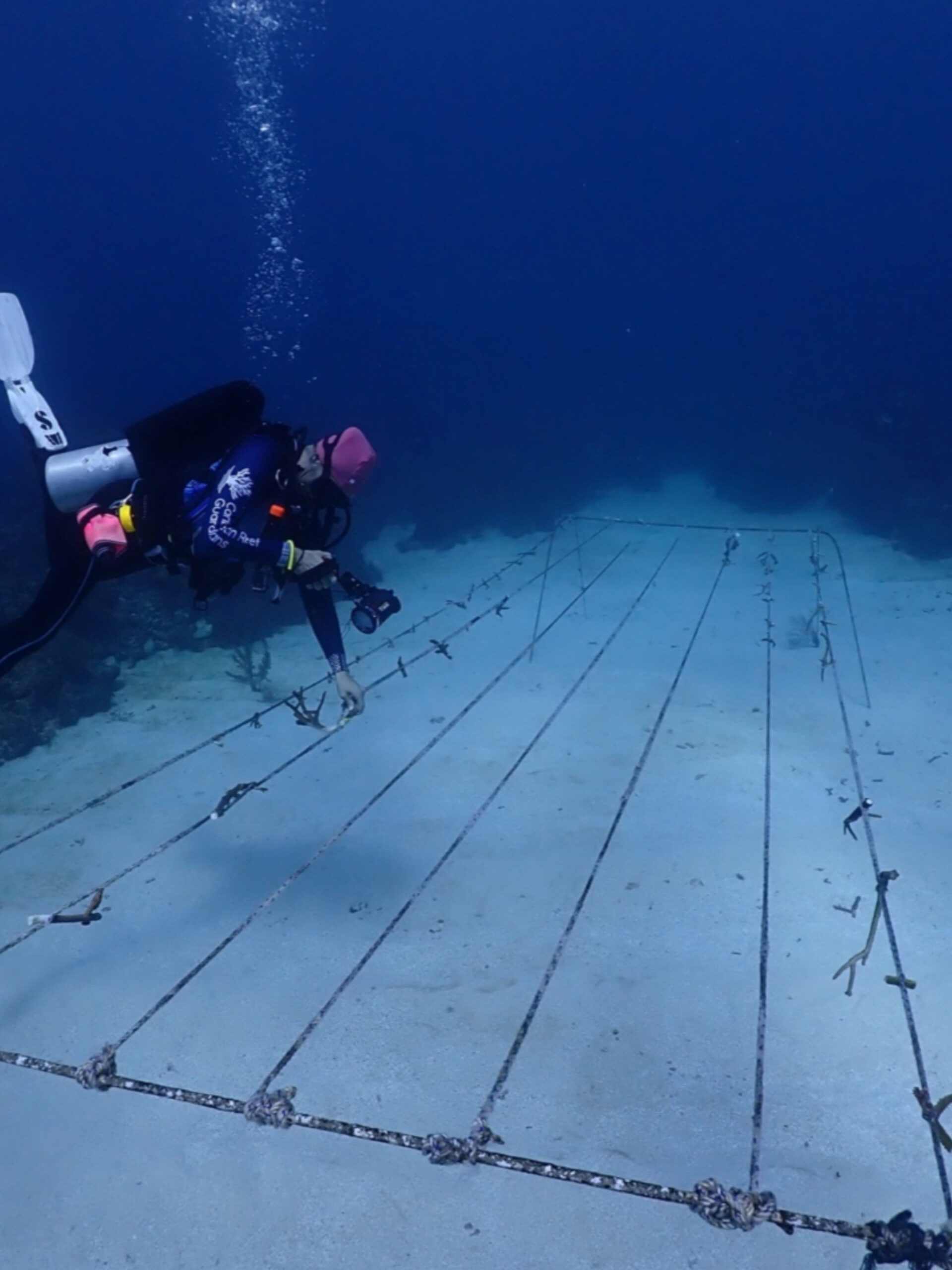 Diver installing an underwater coral nursery structure as part of a reef restoration project in Roatan.