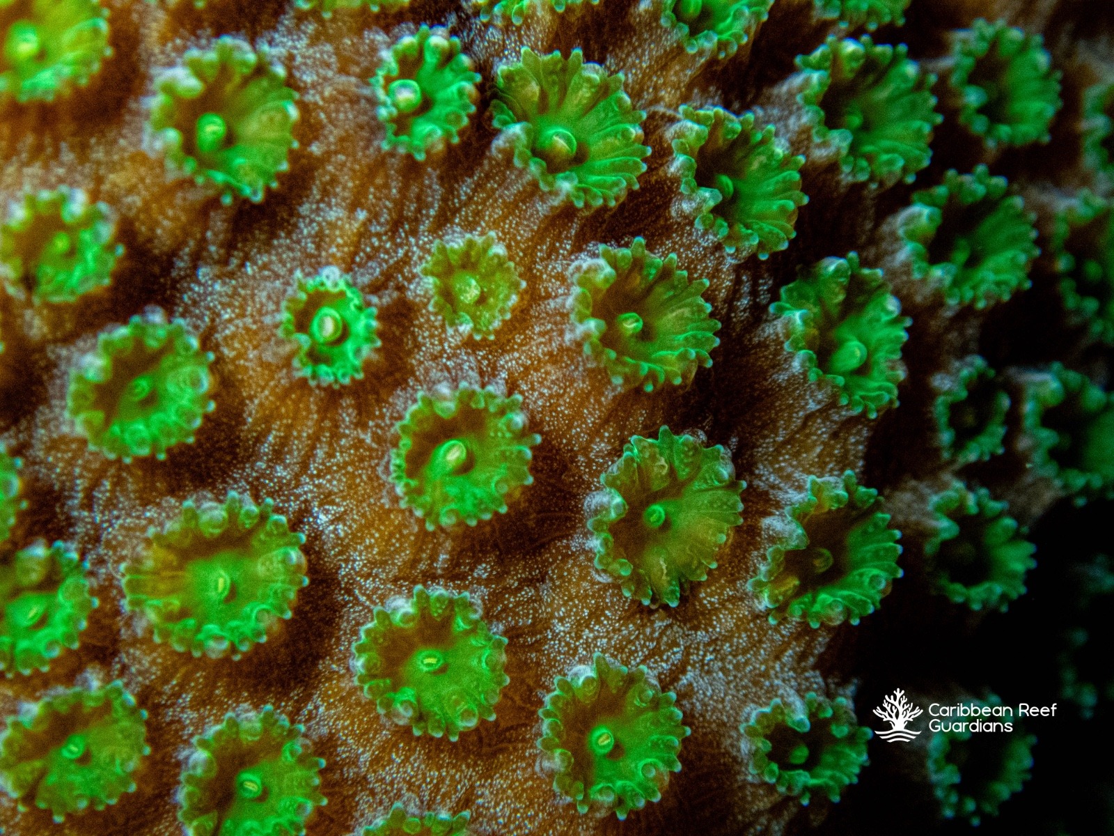 Close-up of living coral polyps showing their individual structures and bright green coloration.