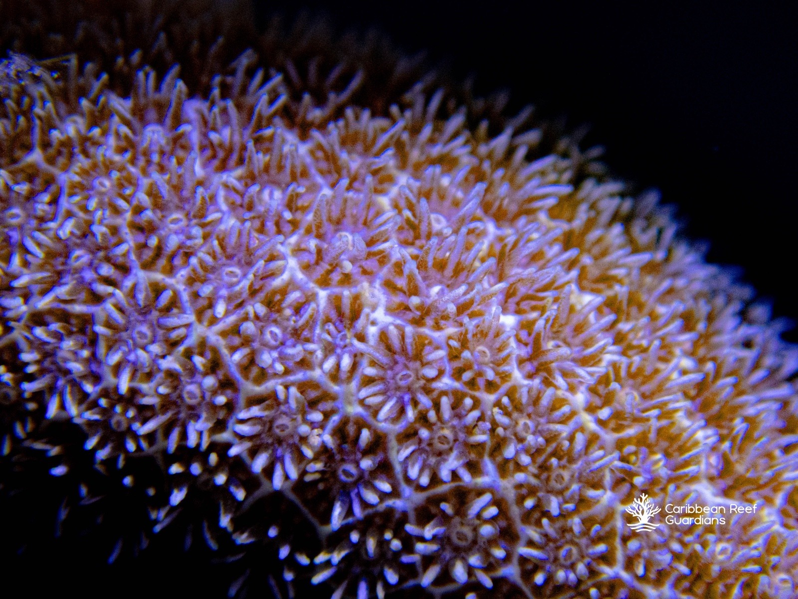 Close-up of a coral colony showing its delicate branching structure and individual polyps.