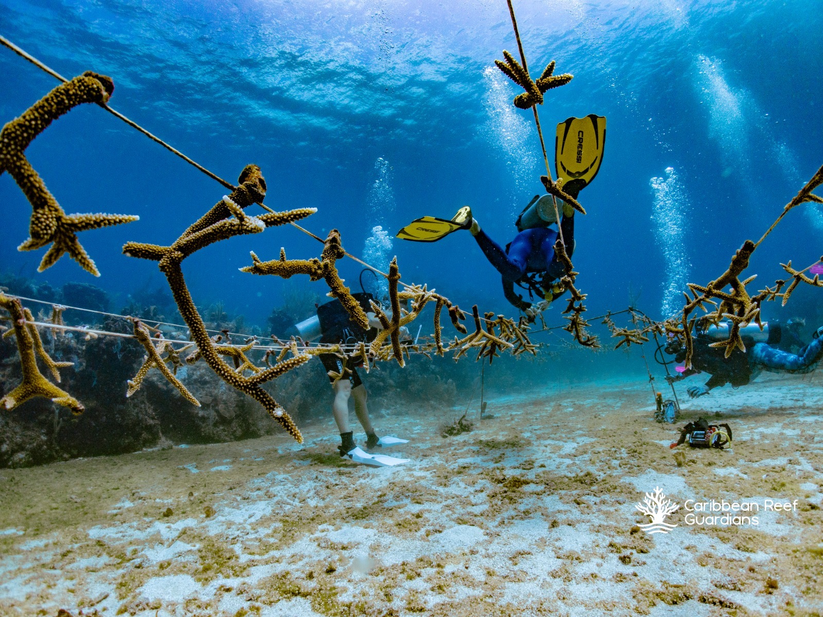 Diver working among underwater coral nursery structures during reef restoration activities in Roatan.