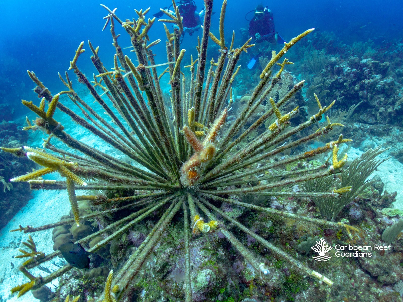 Coral fragments growing on an underwater restoration nursery structure in Roatan