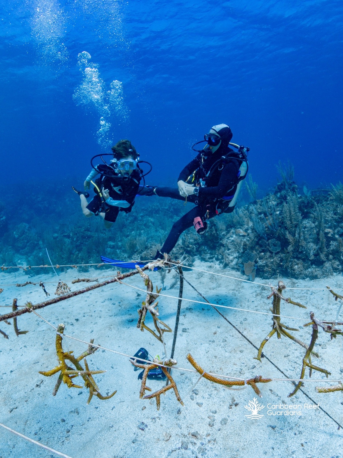 Divers observing coral nursery structures during underwater reef conservation activities in Roatan.