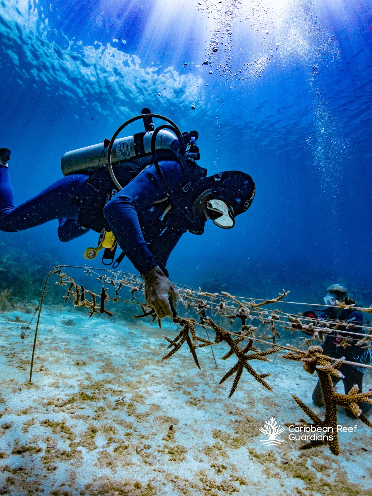 Scuba diver maintaining coral fragments attached to an underwater nursery structure in Roatan.